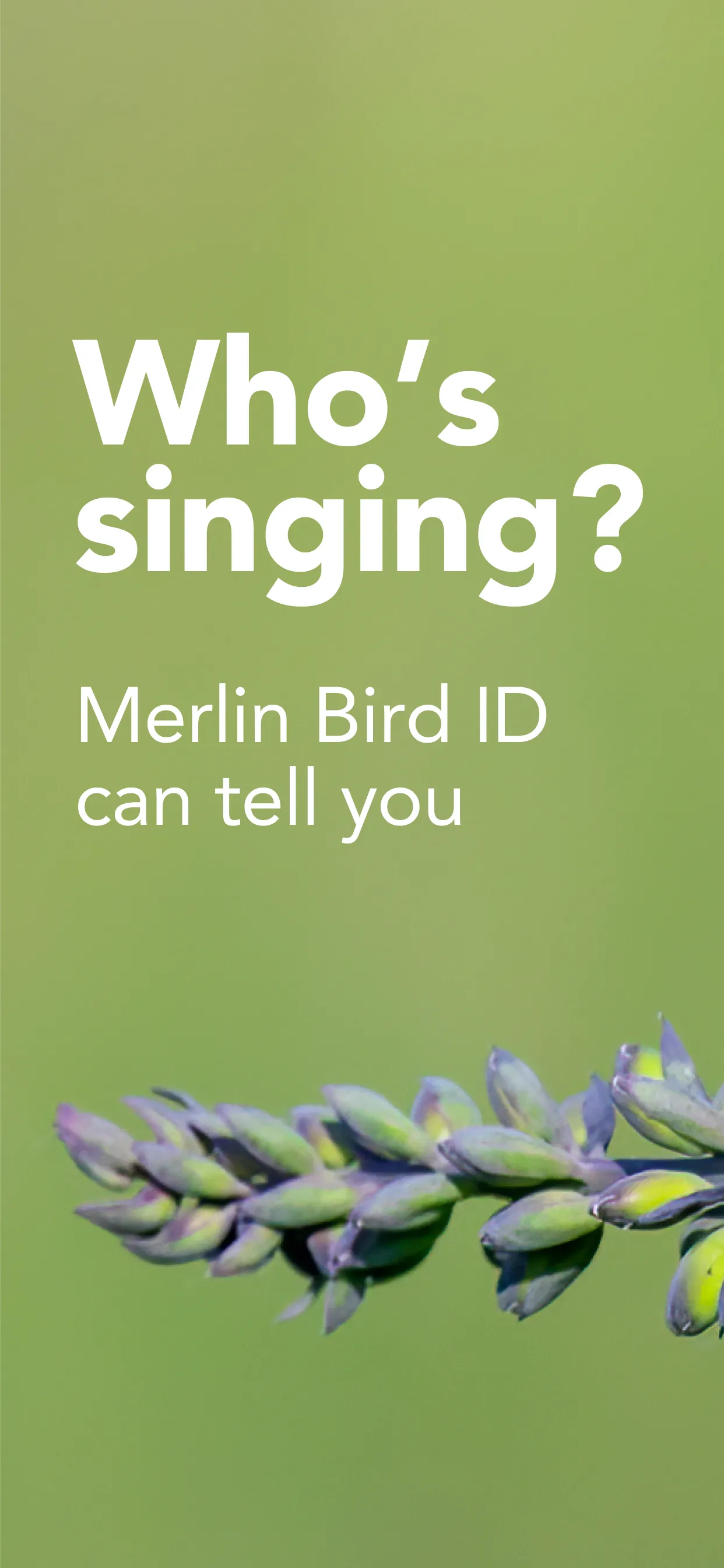 Merlin Bird ID by Cornell Lab iphone screenshot 1
