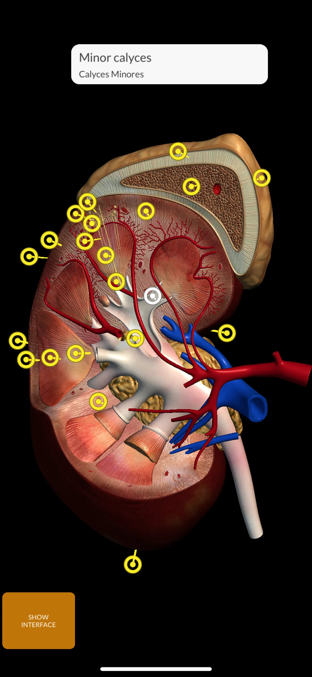 Anatomy 3D Atlas iphone screenshot 6