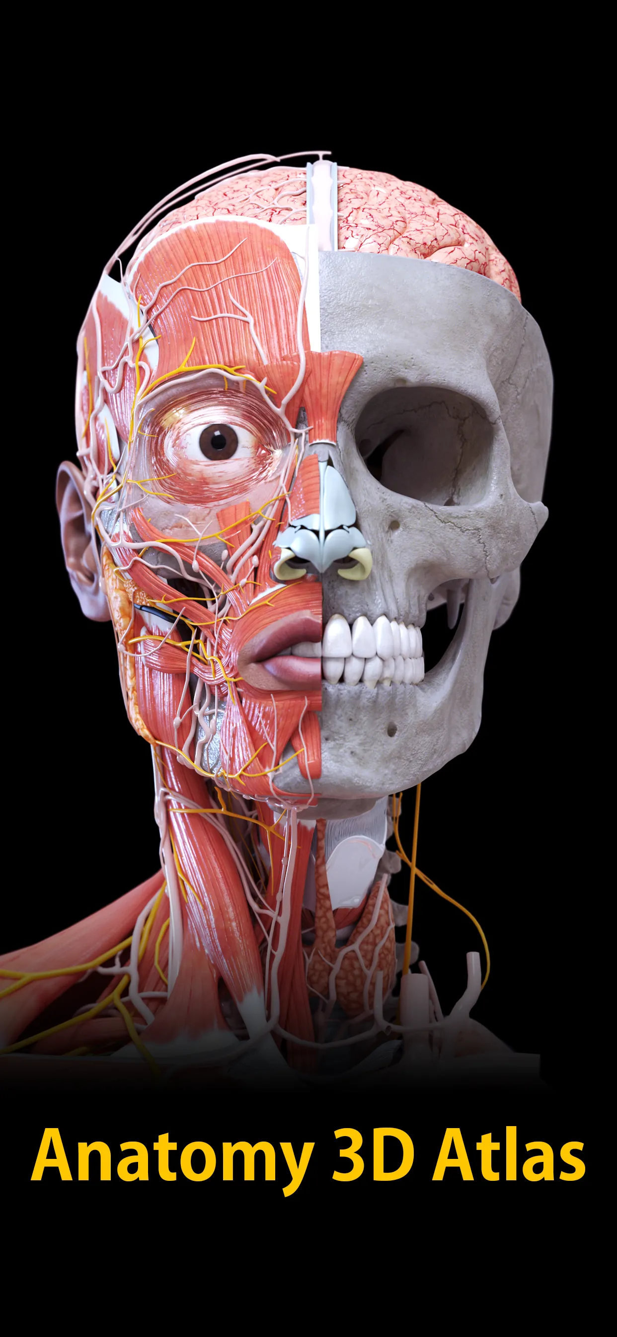 Anatomy 3D Atlas iphone screenshot 1