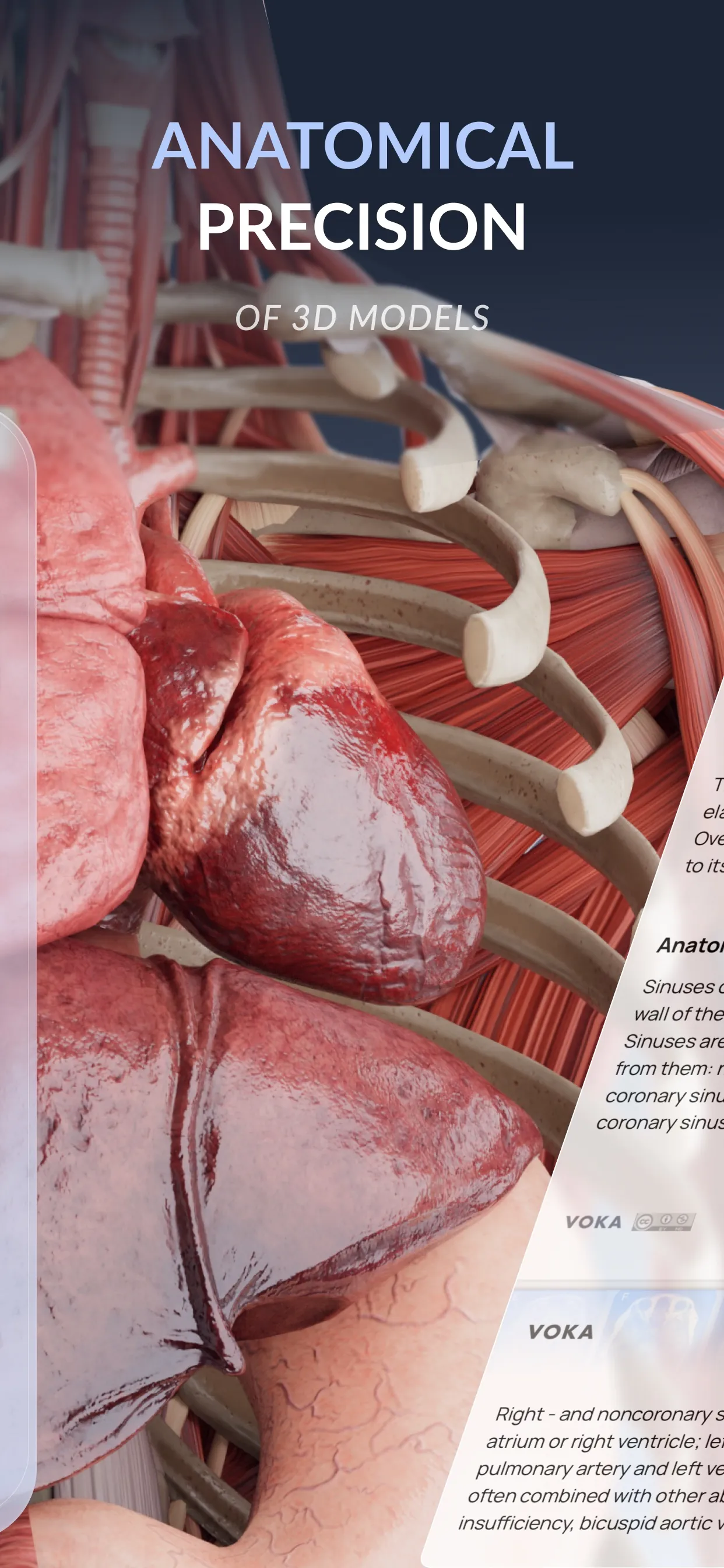 VOKA 3D Anatomy & Pathology iphone screenshot 2