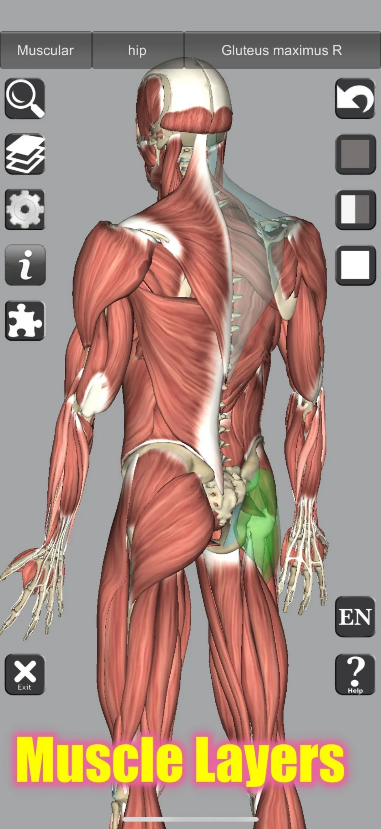 3D Bones and Muscles (Anatomy) iphone screenshot 4