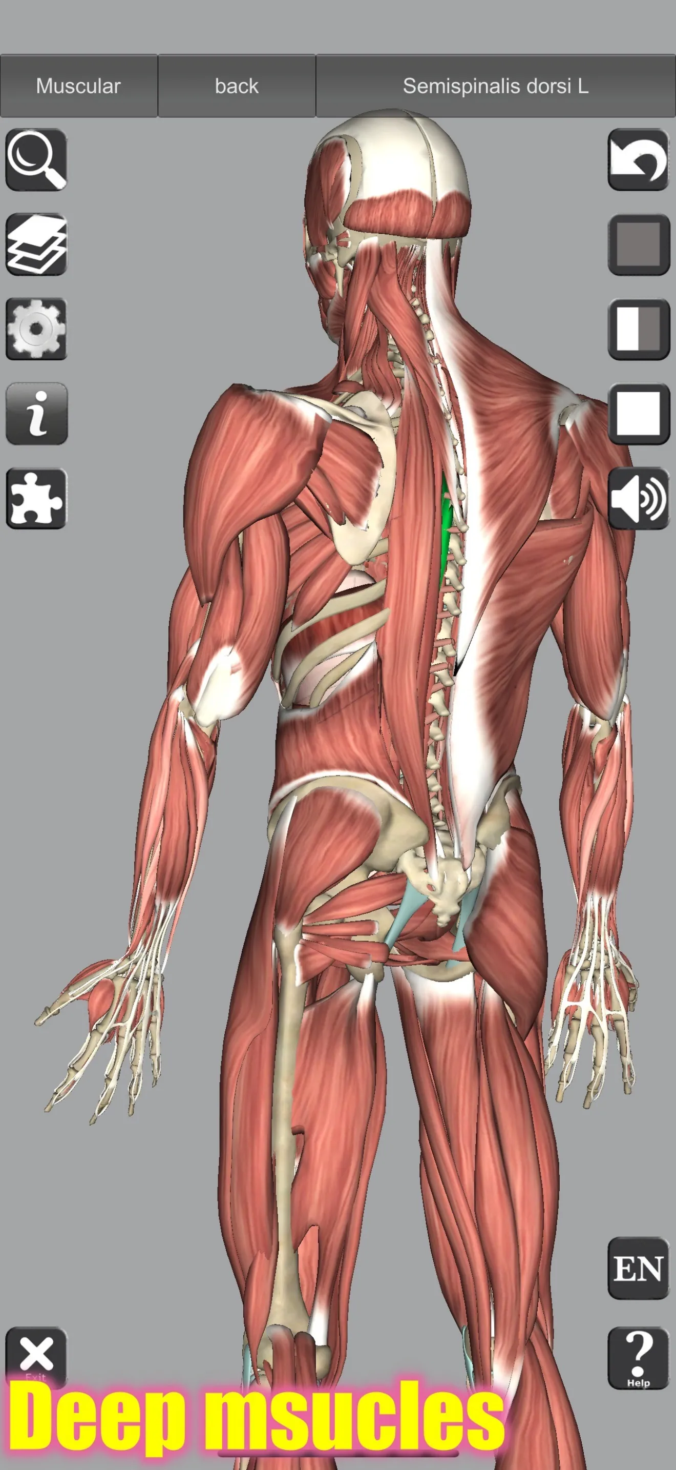 3D Bones and Muscles (Anatomy) iphone screenshot 8
